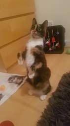cat room