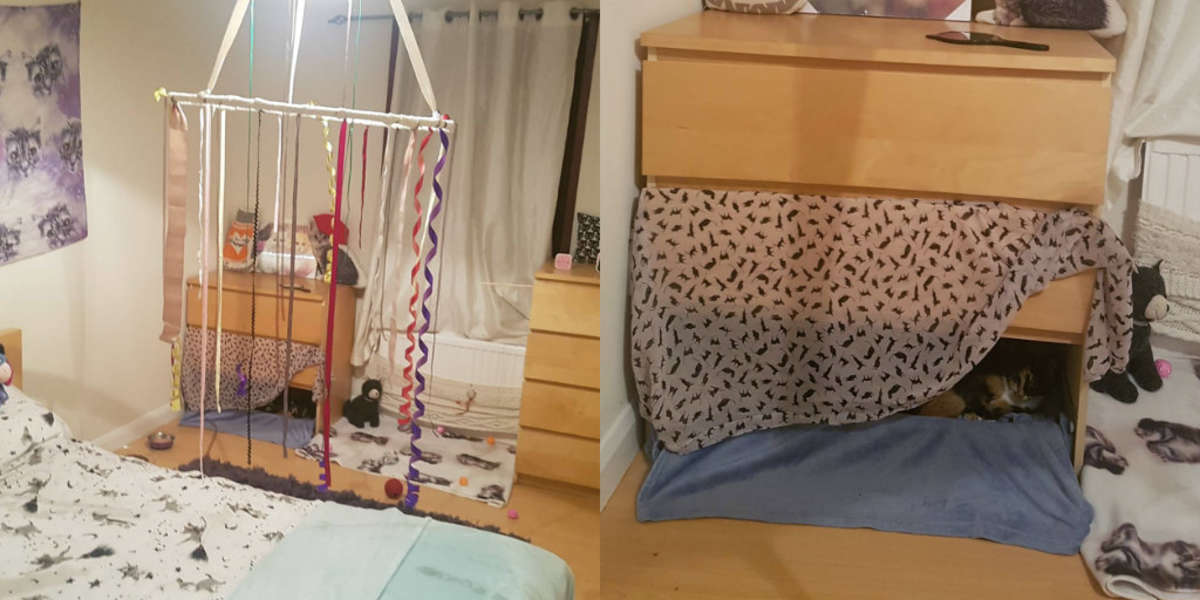 Foster Cat And Kittens Get Entire Bedroom To Themselves The Dodo