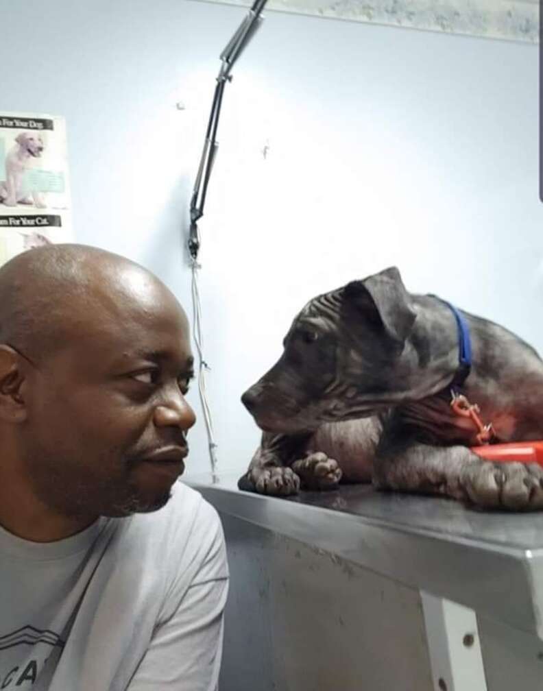 Wrinkles the dog looks lovingly into his rescuer's eyes