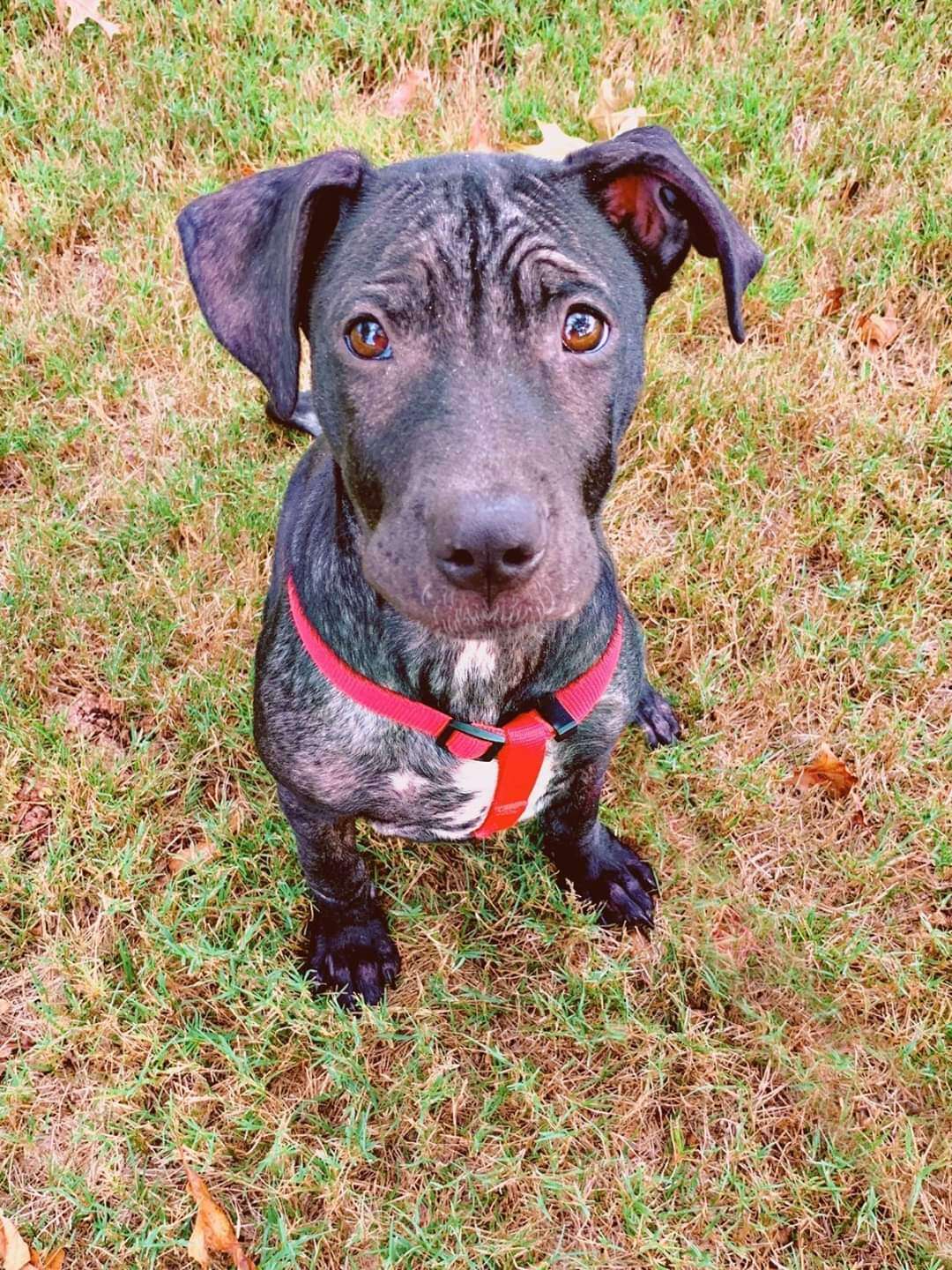 Wrinkles the dog as his hair grows back