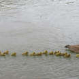 Mother Goose Takes Care Of 47 Babies And Keeps Them All Safe