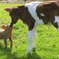 Piglet And Calf Best Friends Can't Stop Doing Zoomies In Their New Home