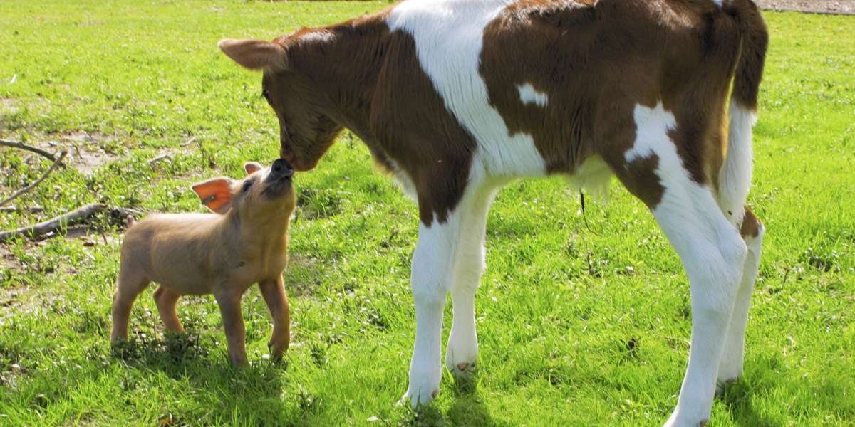 Piglet And Calf Best Friends Can't Stop Doing Zoomies In Their New Home