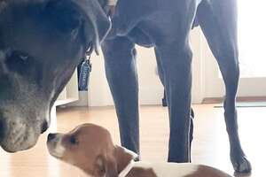 120-Pound Grumpy Dog Finally Falls In Love With His Mom’s Foster Puppies