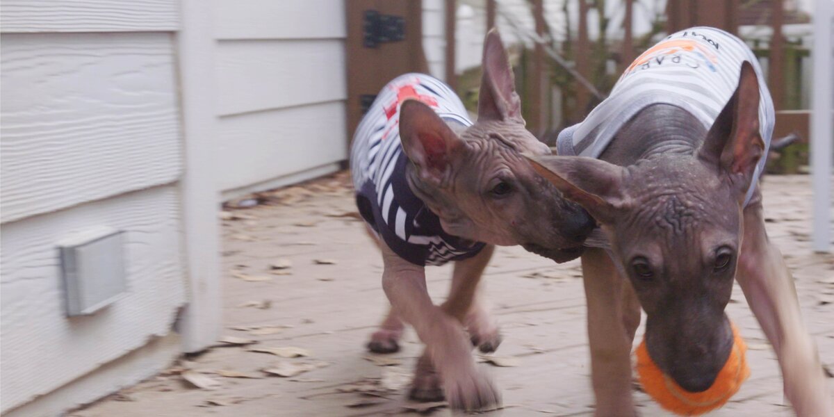 German store hairless dog