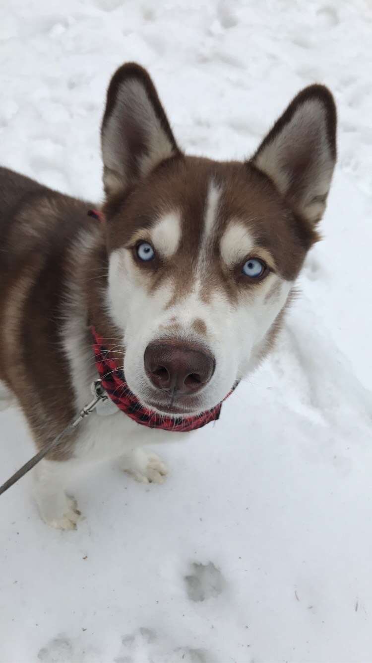 husky ice bath