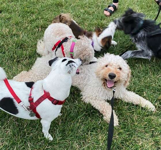 Dog With A Sad Past Is So Happy He Got A Second Chance - The Dodo