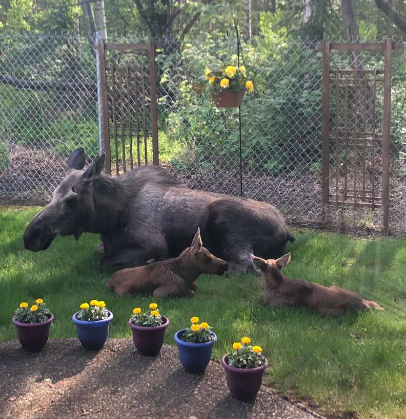 Mama moose and her twin babies in an Alaskan backyard