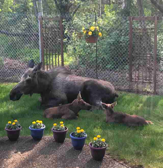 Mama moose and her twin babies in an Alaskan backyard