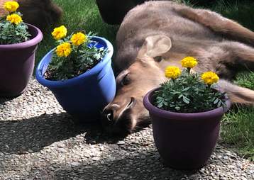 Baby moose knocks over flower pot