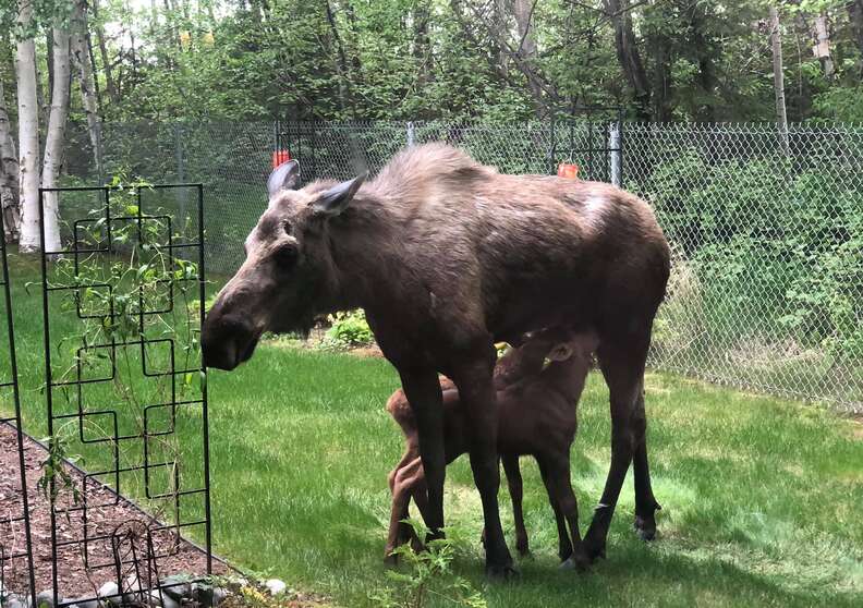 Moose mom and her babies lounging in the sun