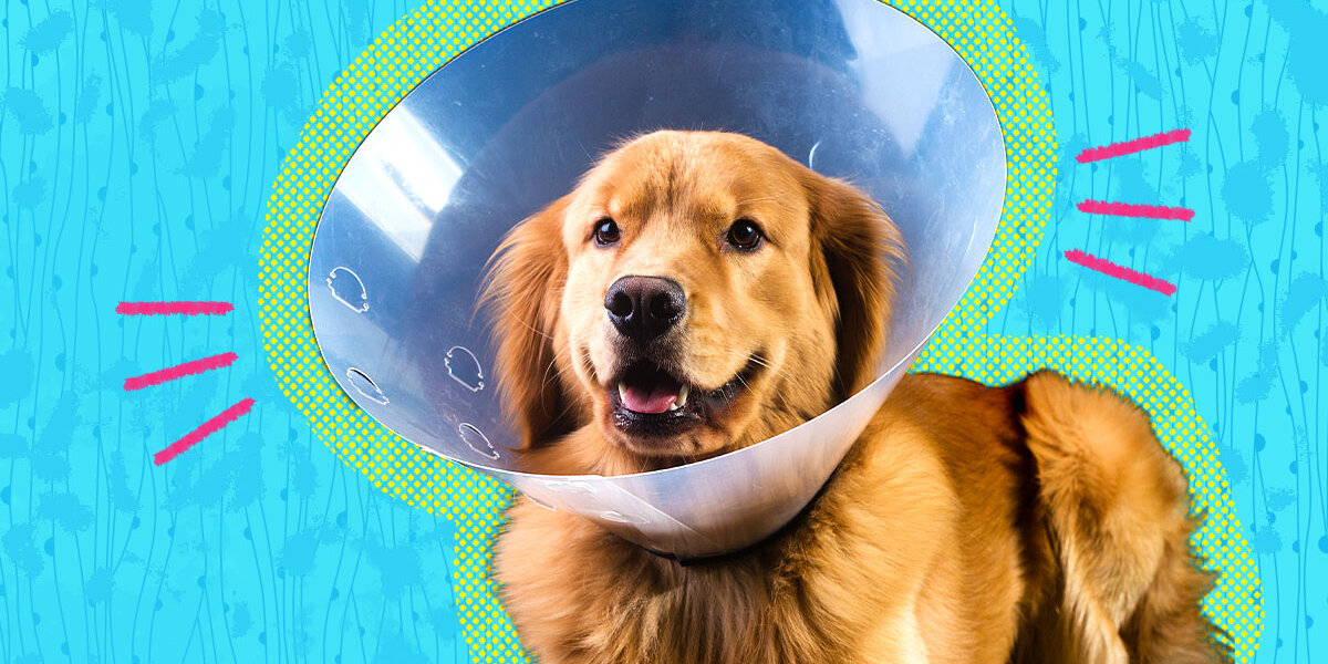 At what age should online i spay my dog