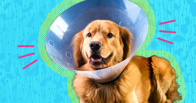 When should i spay my hot sale golden retriever