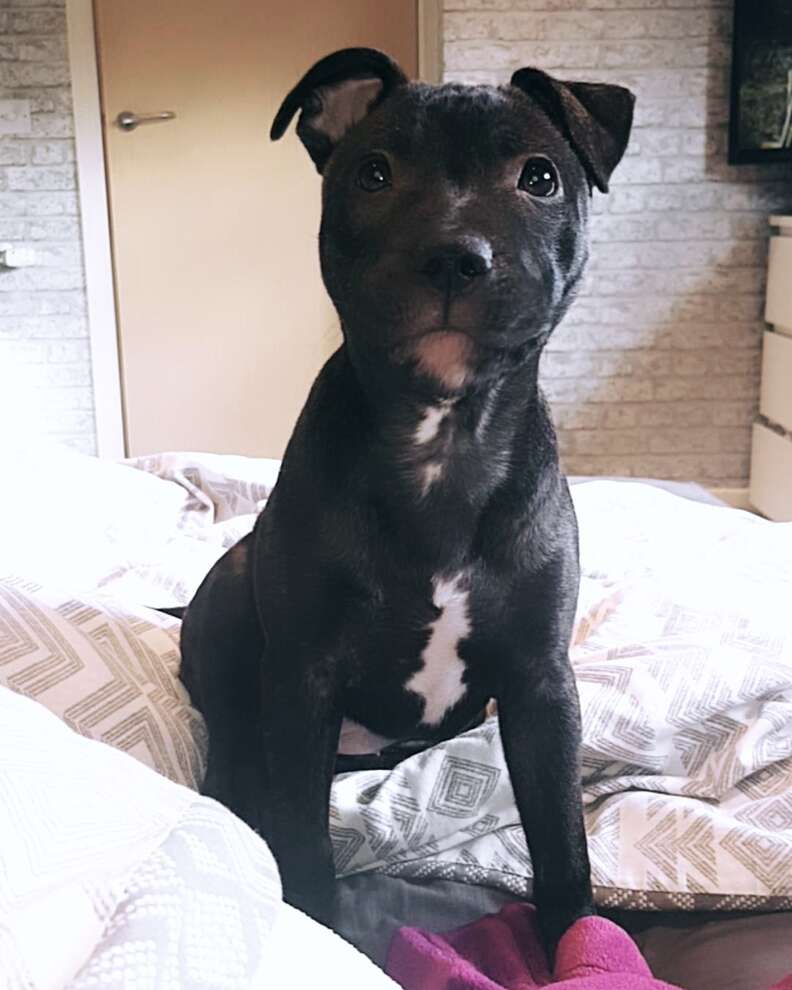 Beau the dog sits on the bed