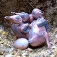 Eggs Hatch Into The Most Beautiful Baby Birds