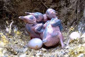 Eggs Hatch Into The Most Beautiful Baby Birds