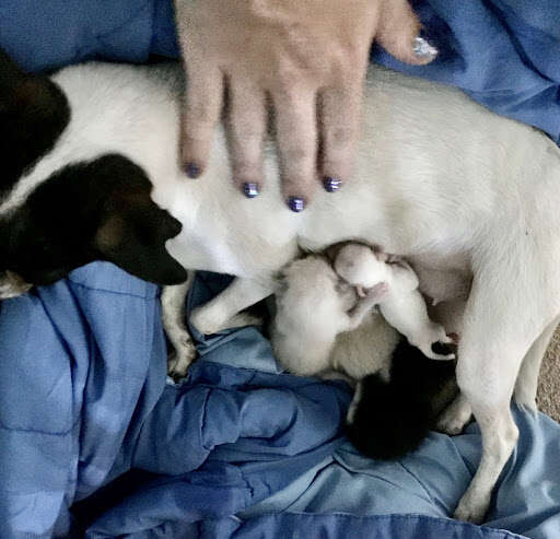 mama dog nurses kittens