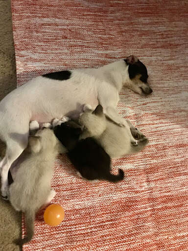 mama dog nurses kittens