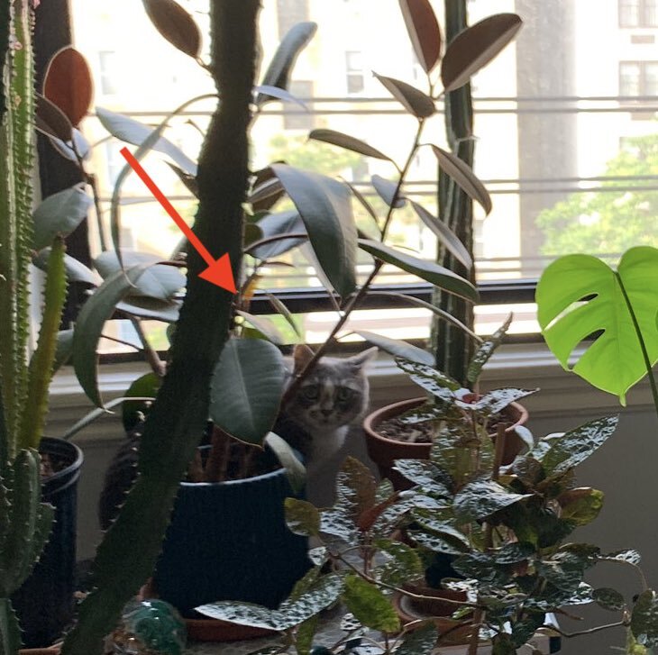 Norah the cat hides behind some plants