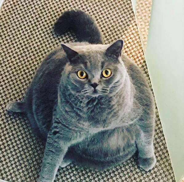 Round cat looks chonky