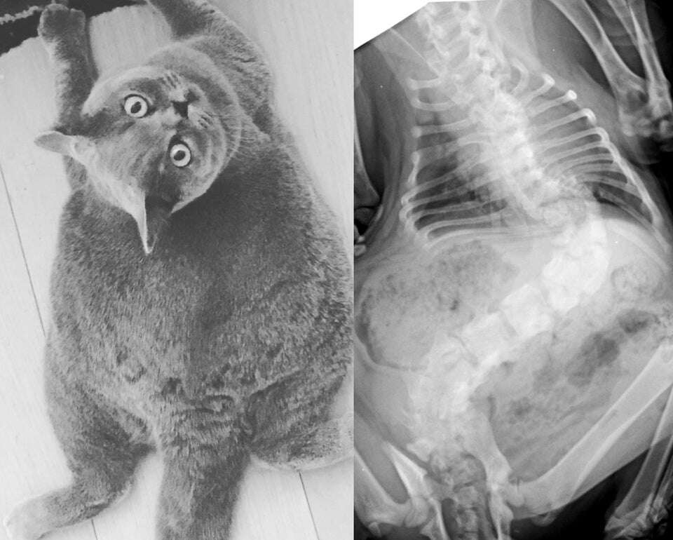 Round cat with severe scoliosis