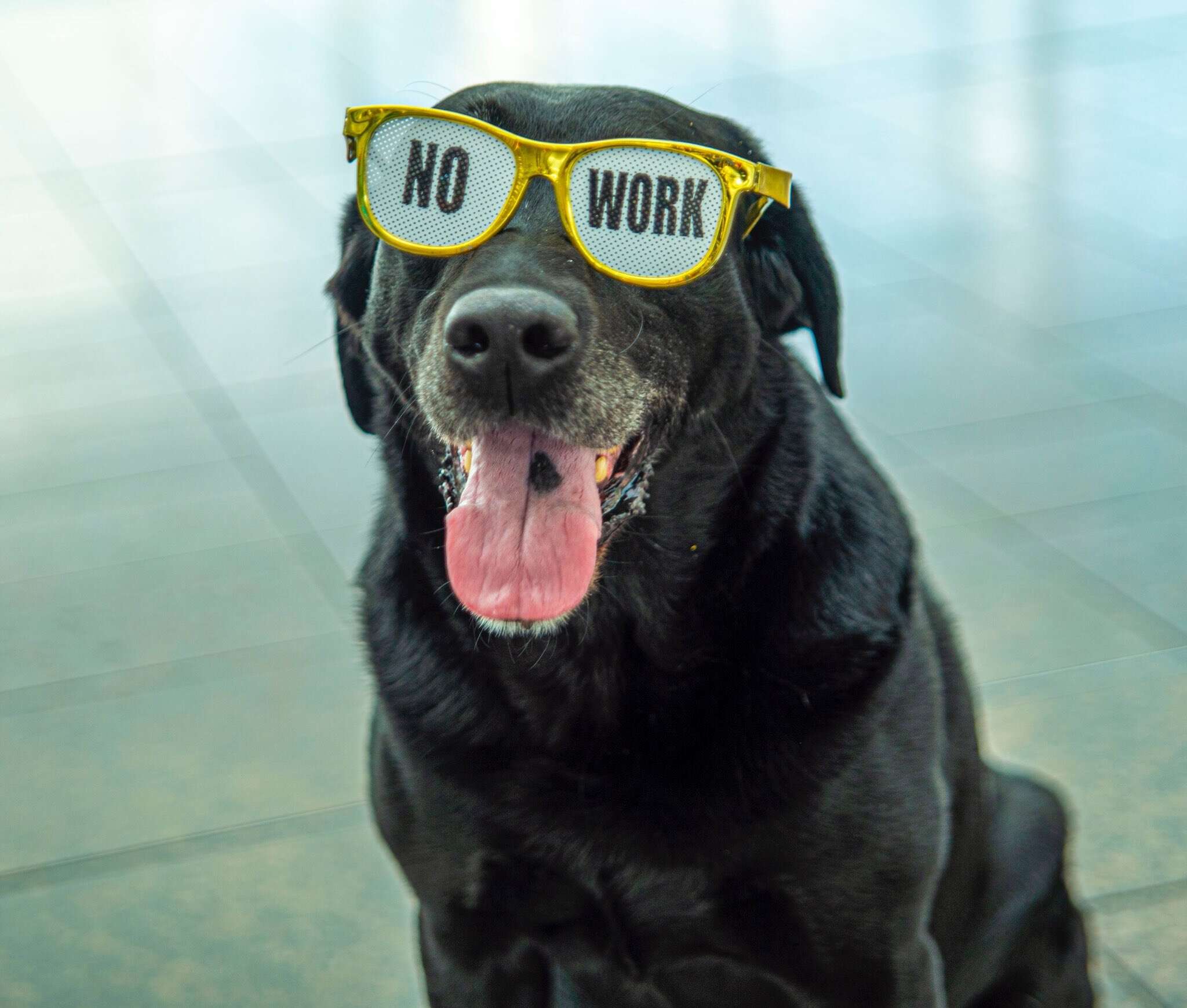 TTirado the explosion detective dog at his retirement