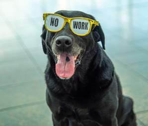 TTirado the explosion detective dog at his retirement