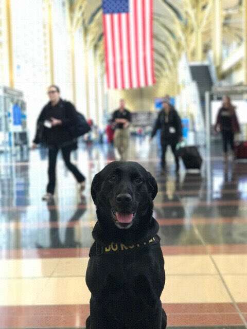 TTirado the detection dog working for the TSA