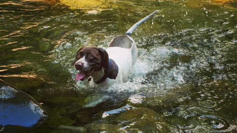 Recent Grad And Beloved Dog Recreate Photo From First Day Of School - The Dodo