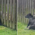 Dog Visits The Fence Every Day To Get A Massage From The Neighbor Pup