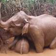 Elephant Mom Protects Her Babies While Trying To Save Them