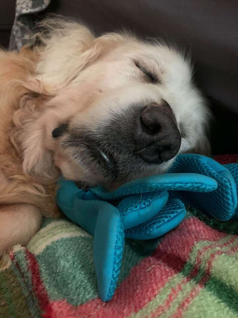 Theo the foster dog snuggles his favorite toy
