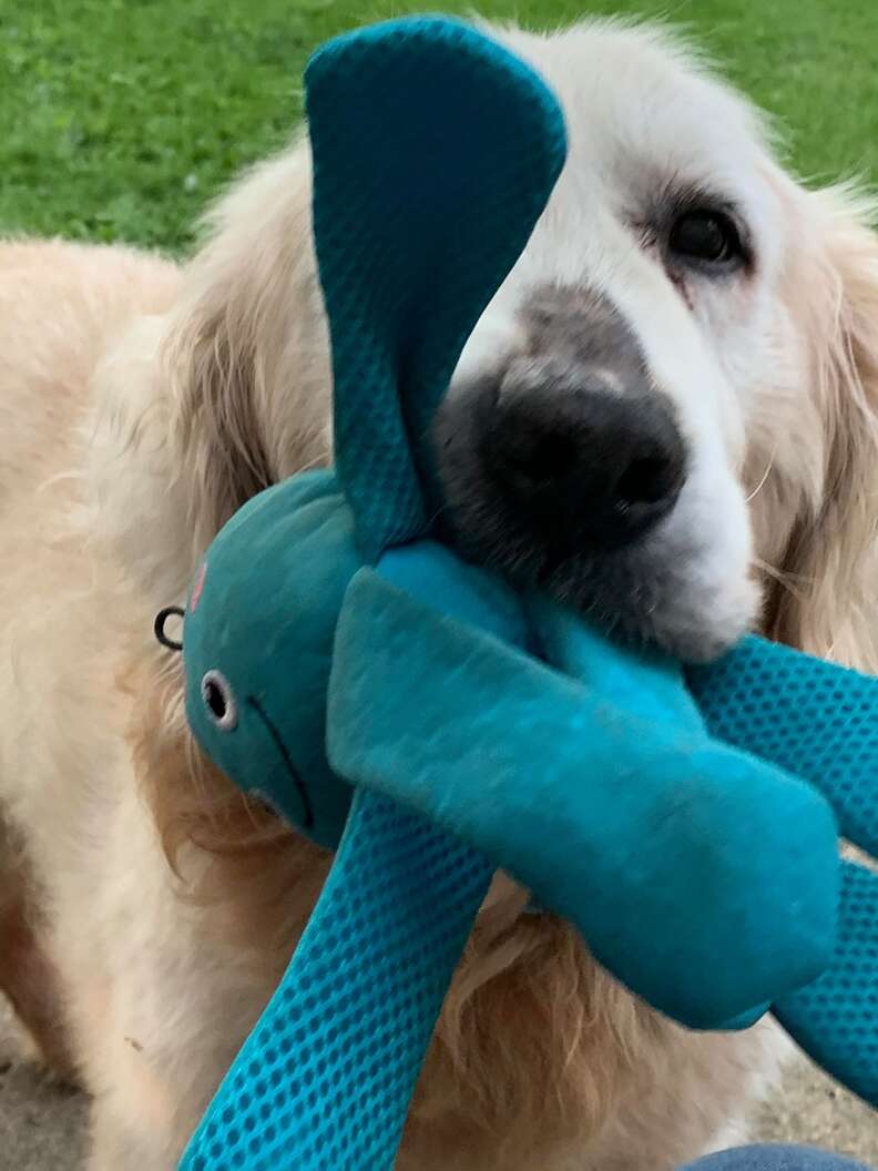 Theo the dog and his special octopus toy