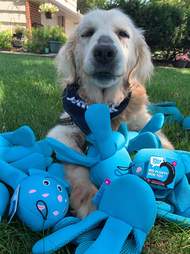 Dog gets ten of his favorite stuffed toys