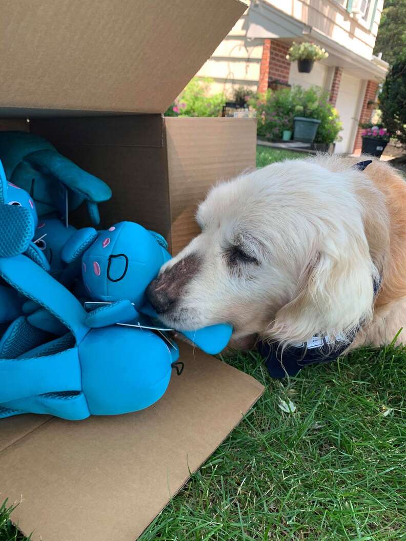 Theo the senior dog get a surprise present