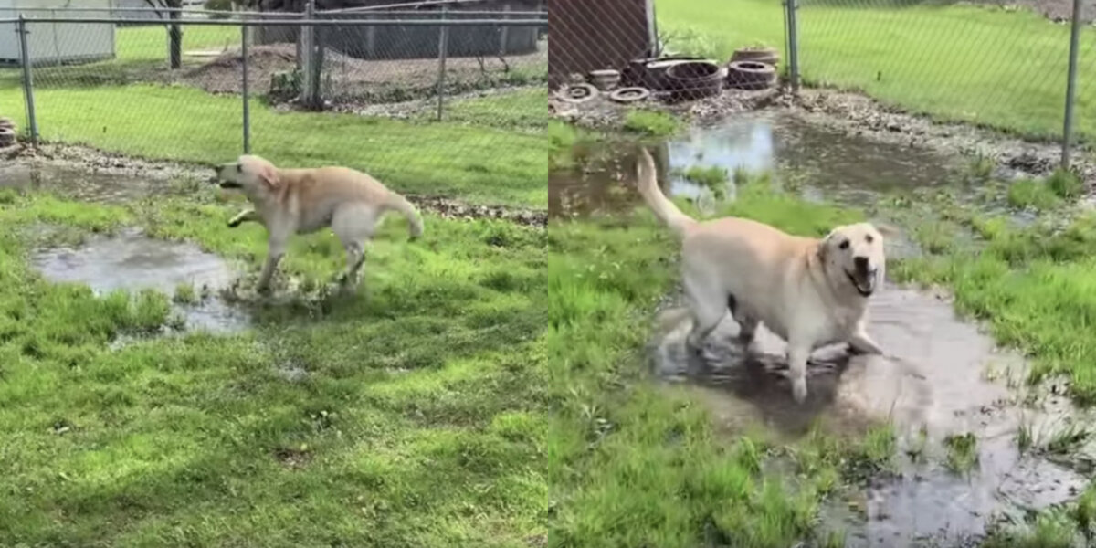 Dog Loves Dancing In Puddles - The Dodo