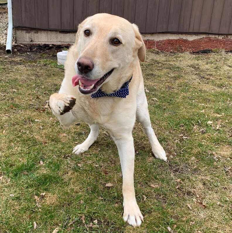 Dancing yellow sale lab