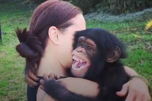 Woman Can't Stop Rescuing Pet Chimps