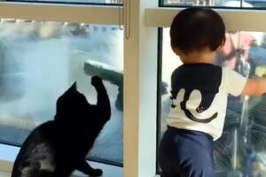 Cat Teaches His Little Brothers To Be Obsessed With The Window Washers