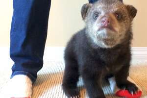 Rescued Baby Bear Slowly Falls In Love With His New Friend