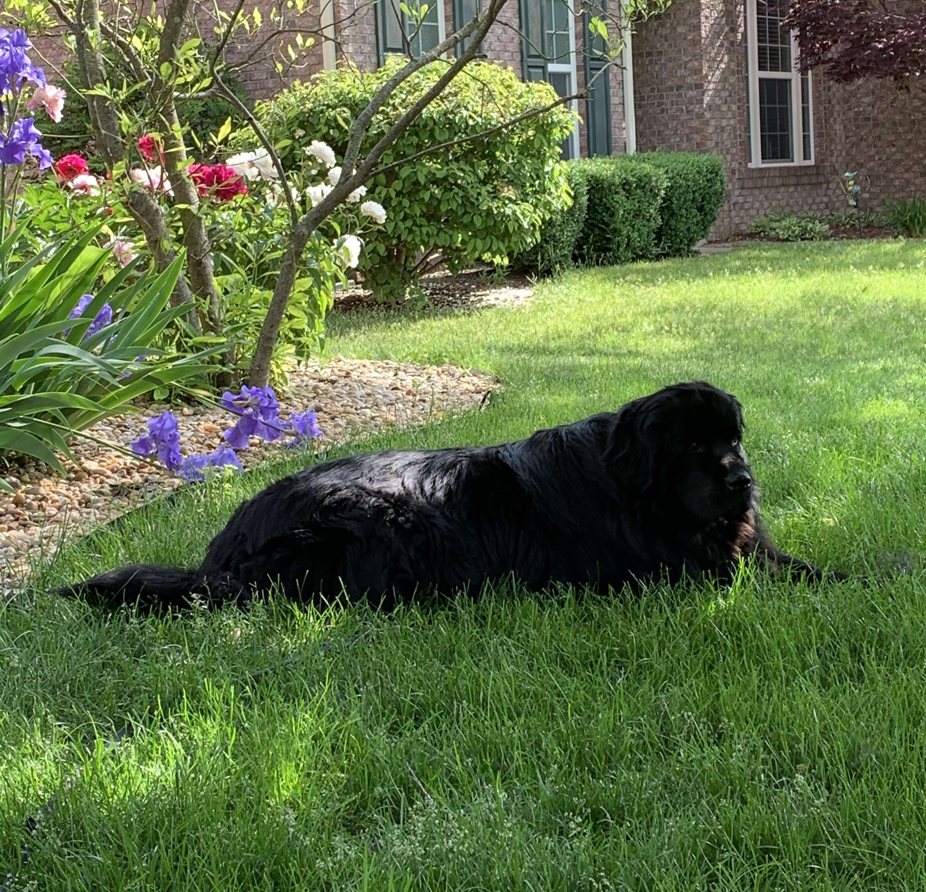 Foxtrot the Newfoundland dog waits for his toad friend