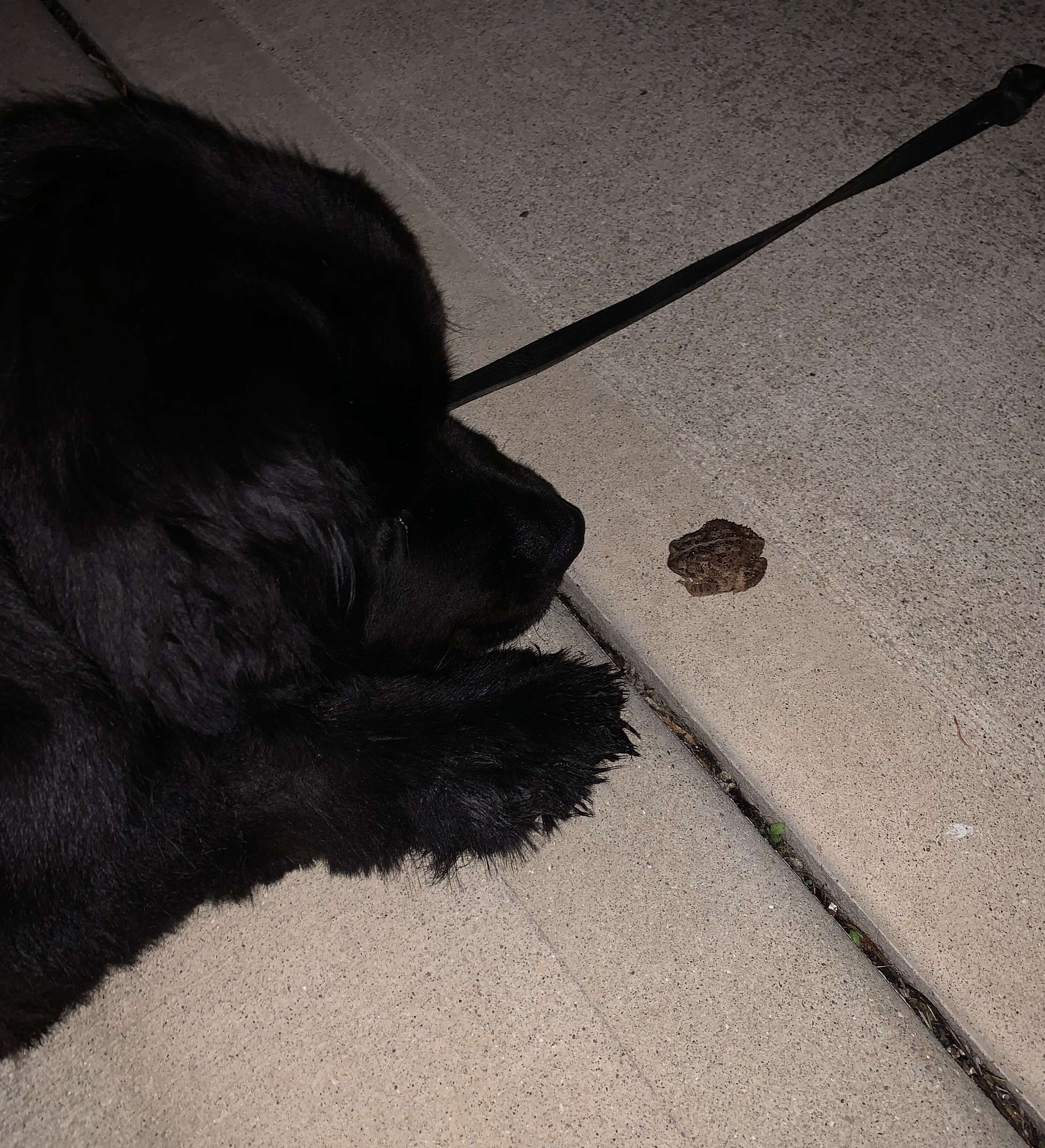 Dog and wild toad are best friends