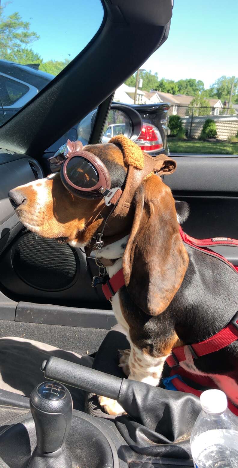 dog goggles