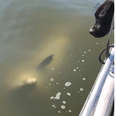 Friendly Wild Dolphin Drops By To Say 'Hello' To Two Dogs On A Boat