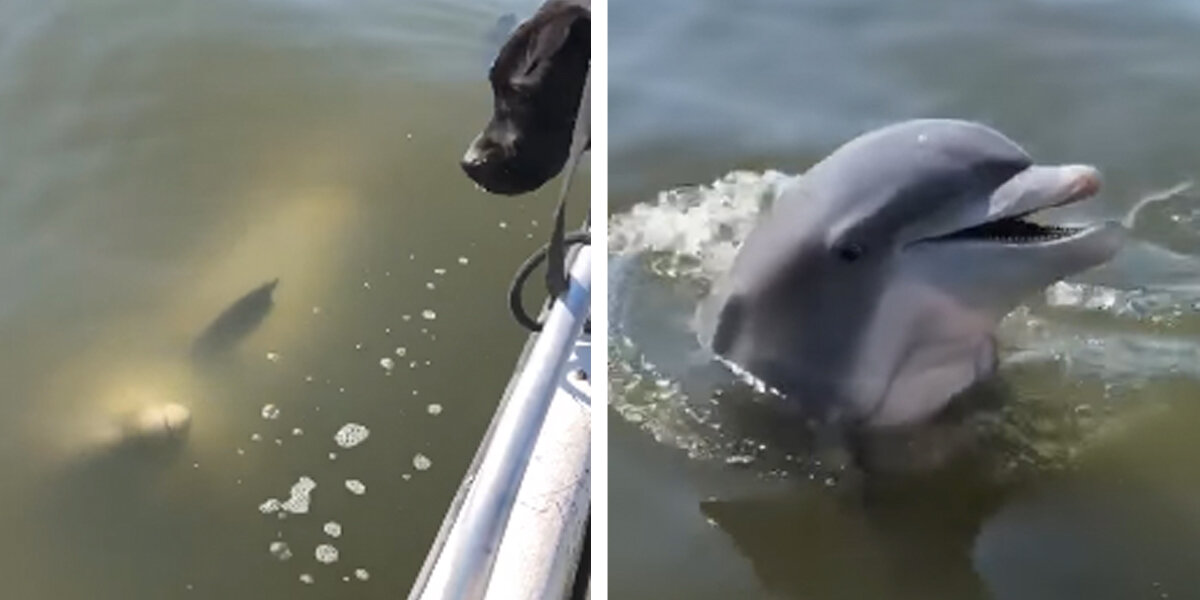Friendly Wild Dolphin Drops By To Say 'Hello' To Two Dogs On A Boat