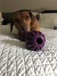 Dog licking busy body toy