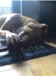 Dog licking and chewing toy