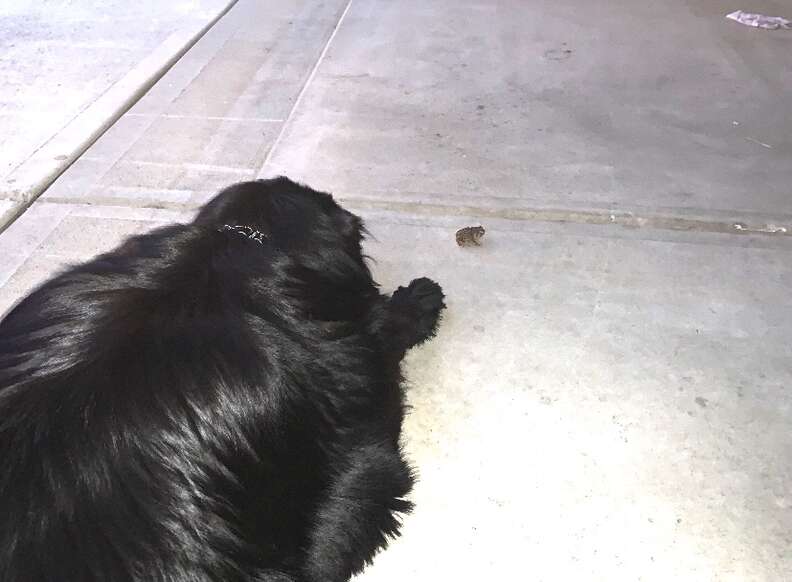 Dog And Wild Toad Best Friends Meet Every Night - The Dodo