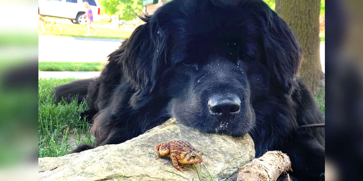 Dog And Wild Toad Best Friends Meet Every Night - The Dodo