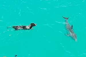 Dog And Wild Dolphin Play Whenever They See Each Other